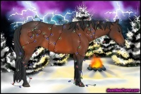 Horse Color:Bay Sabino 