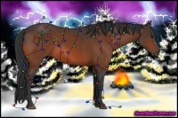 Horse Color:Bay Sabino 