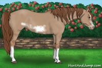 Horse Color:Red Dun Sabino Splash Frame Rabicano 