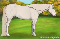 Horse Color:Smoky Creme Roan
