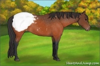 Horse Color:Brown Sabino Snowcap 