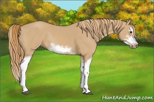 Horse Color: Red Dun Sabino Splash Frame Rabicano 