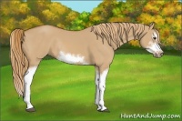 Horse Color:Red Dun Sabino Splash Frame Rabicano 