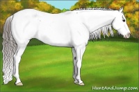 Horse Color:Black Sabino Appaloosa Rabicano