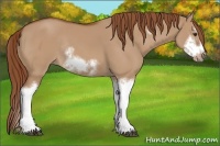 Horse Color:Red Dun Sabino Splash Frame Rabicano 