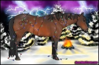Horse Color:Bay Sabino 