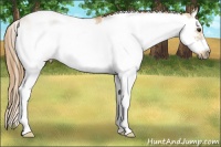 Horse Color:Red Dun Sabino Splash Frame Rabicano 