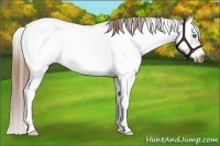 Horse Color:Red Dun Sabino Splash Frame Rabicano 