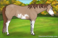 Horse Color:Red Dun Sabino Splash Frame Rabicano 