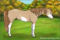 Horse Color:Red Dun Sabino Splash Frame Rabicano