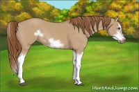 Horse Color:Red Dun Sabino Splash Frame Rabicano 