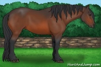 Horse Color:Bay Sabino