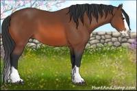 Horse Color:Bay Sabino Splash 