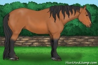 Horse Color:Bay Sabino 
