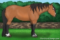 Horse Color:Bay Sabino 