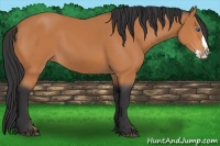 Horse Color:Bay Sabino Splash 