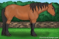 Horse Color:Bay Sabino 