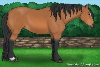 Horse Color:Bay Sabino 