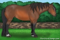 Horse Color:Bay Sabino 