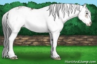 Horse Color:Bay Sabino