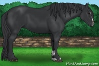 Horse Color:Black Sabino