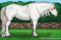 Horse Color:Chestnut Sabino 