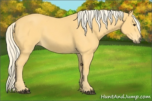 Horse Color: Palomino Sabino 