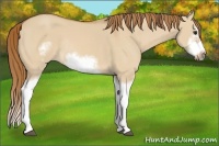 Horse Color:Red Dun Sabino Splash Frame Rabicano 