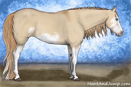 Horse Color: Red Dun Sabino Splash Frame Rabicano 