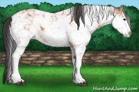 Horse Color:Bay Sabino 