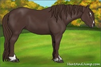 Horse Color:Liver Chestnut Sabino 