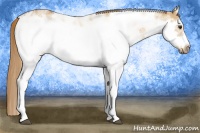 Horse Color:Red Dun Sabino Splash Frame Rabicano