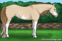 Horse Color:Red Dun Sabino Splash Frame Rabicano 