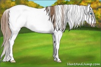 Horse Color:Red Dun Sabino Splash Frame Rabicano 