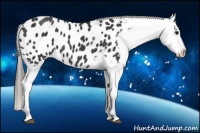Horse Color:Black Sabino Appaloosa 