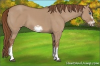 Horse Color:Red Dun Sabino Splash Frame Rabicano