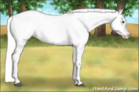 Horse Color:Palomino Sabino Appaloosa