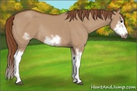 Horse Color:Red Dun Sabino Splash Frame Rabicano