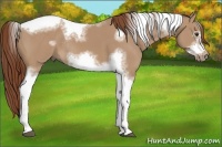 Horse Color:Red Dun Sabino Splash Tobiano Frame Rabicano 