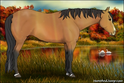 Horse Color: Bay Sabino Splash 