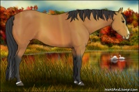 Horse Color:Bay Sabino Splash 