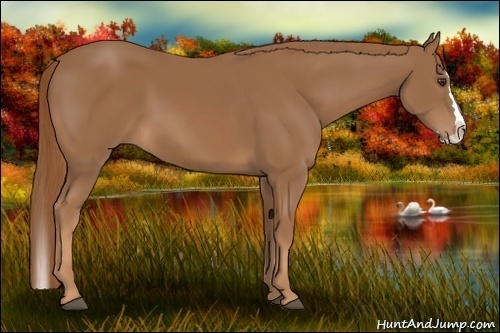 Horse Color: Chestnut Sabino Splash 