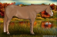 Horse Color:Chestnut Sabino Splash 