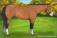 Horse Color:Bay Sabino Splash 