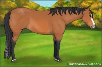 Horse Color:Bay Sabino Splash 