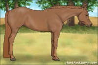 Horse Color:Chestnut Sabino