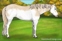 Horse Color:Red Dun Sabino Splash Frame Rabicano 