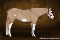 Horse Color:Red Dun Sabino Splash Frame Rabicano