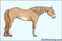 Horse Color:Red Dun Sabino Splash Frame Rabicano 