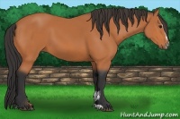 Horse Color:Bay Sabino 